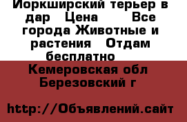 Йоркширский терьер в дар › Цена ­ 1 - Все города Животные и растения » Отдам бесплатно   . Кемеровская обл.,Березовский г.